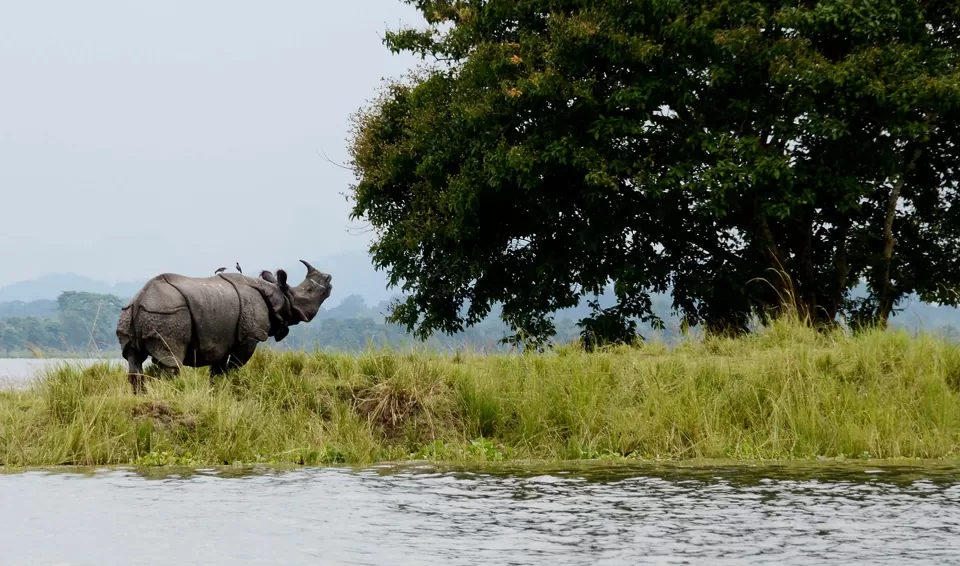 Photo of Kaziranga National Park, Central Assam Division by Tanvi Shah (travelstoriesbytan)