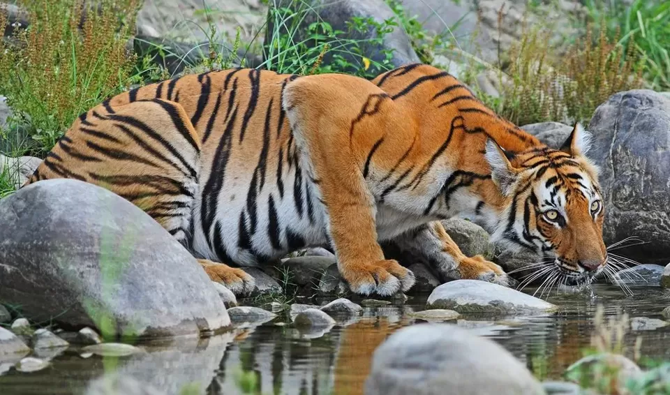 Photo of Sundarban National Park (West Bengal), Gosaba by Tanvi Shah (travelstoriesbytan)