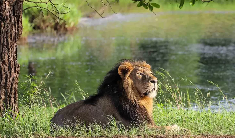 Photo of Gir National Park, Junagadh by Tanvi Shah (travelstoriesbytan)