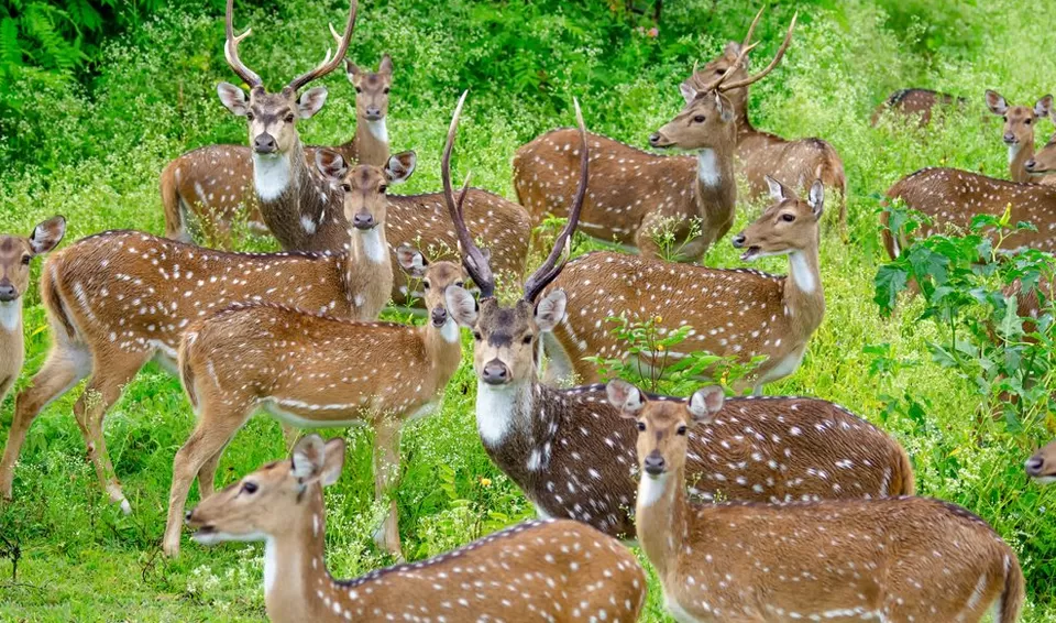 Photo of Bandipur National Park, Karnataka by Tanvi Shah (travelstoriesbytan)