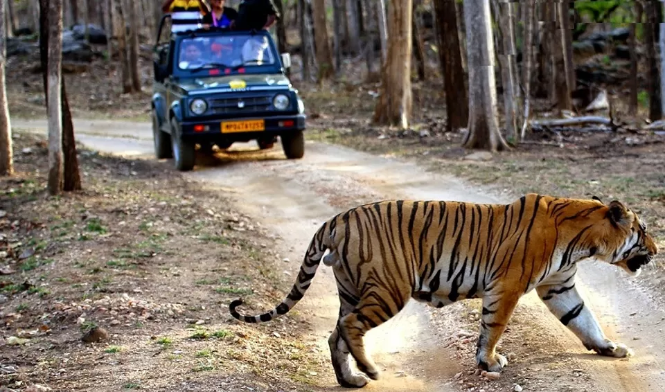 Photo of Pench National Park Turia Gate, Kohka by Tanvi Shah (travelstoriesbytan)