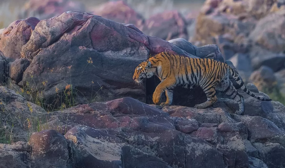 Photo of Panna National Park, Sagar Division by Tanvi Shah (travelstoriesbytan)