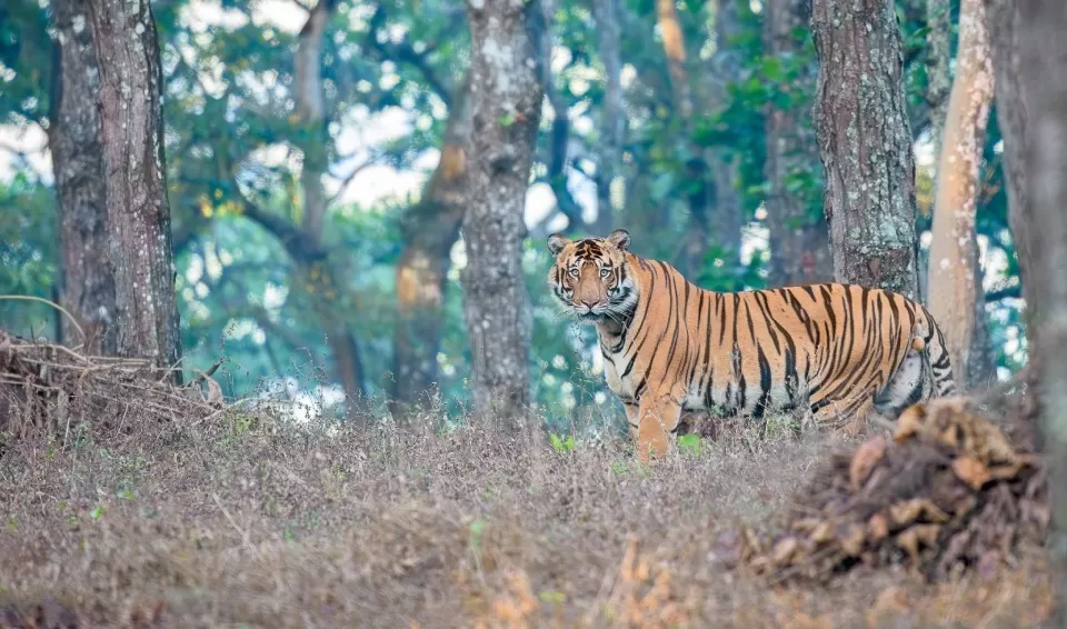 Photo of Similipal, Central Division by Tanvi Shah (travelstoriesbytan)