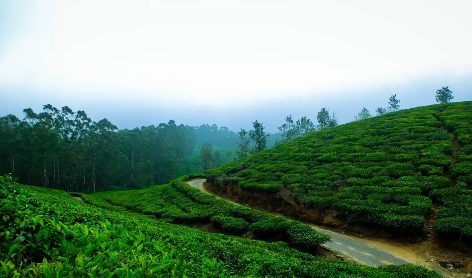 Photo of Madikeri, Mysore Division by Tanvi Shah (travelstoriesbytan)