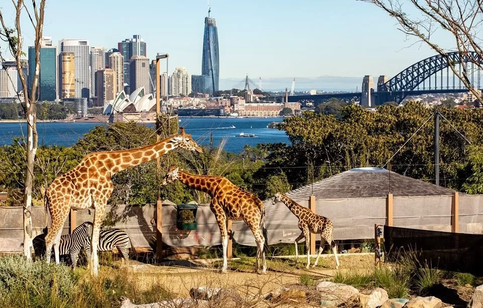 Photo of Taronga Zoo Sydney, Mosman by Tanvi Shah (travelstoriesbytan)