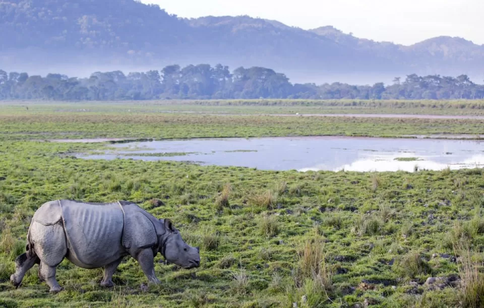 Photo of Dibru Saikhowa National Park, Laika Gaon by Tanvi Shah (travelstoriesbytan)