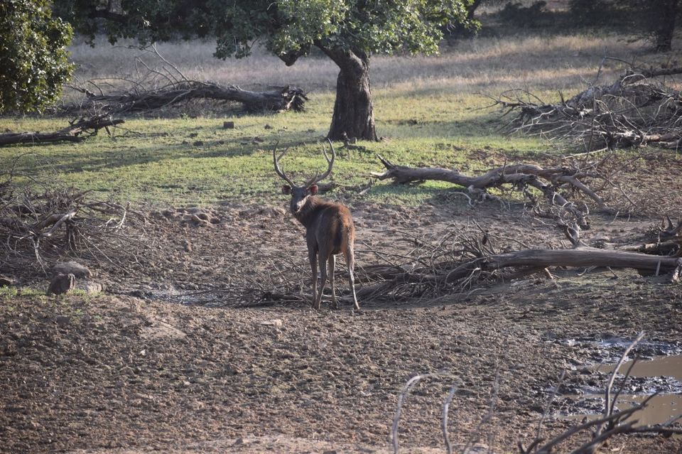 Photo of Ravishing Ranthambore (and beyond) by Nishant Sharma
