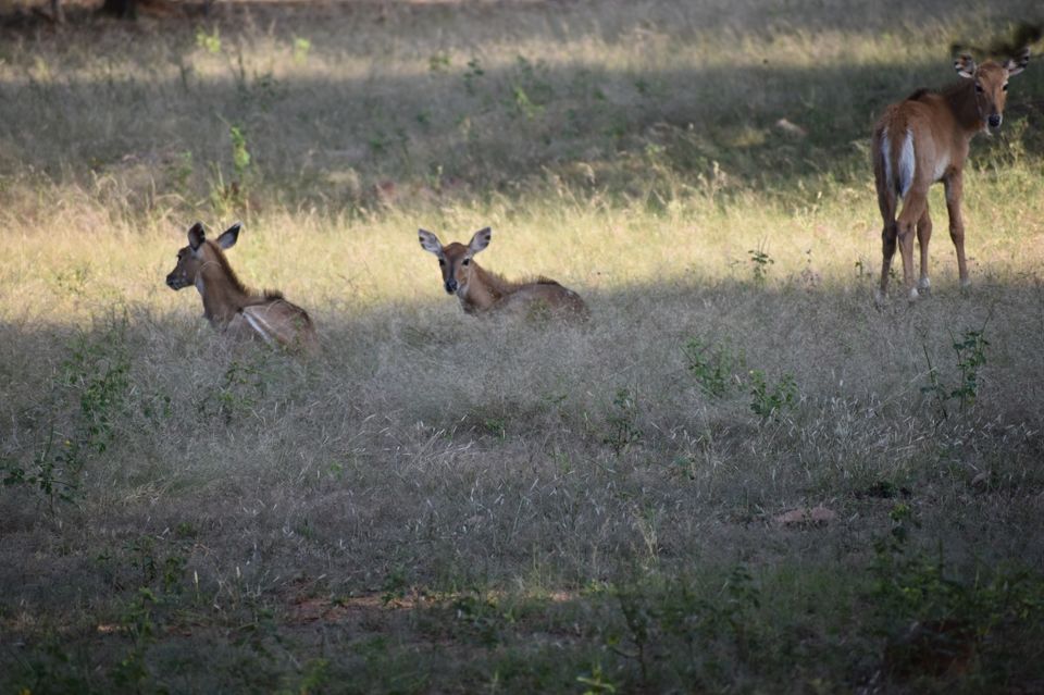 Photo of Ravishing Ranthambore (and beyond) by Nishant Sharma