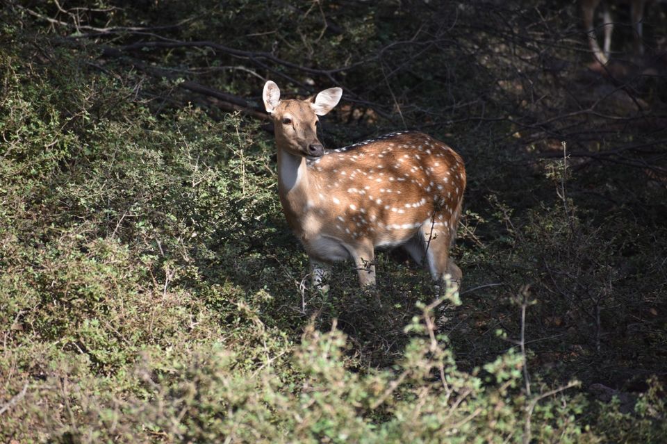 Photo of Ravishing Ranthambore (and beyond) by Nishant Sharma