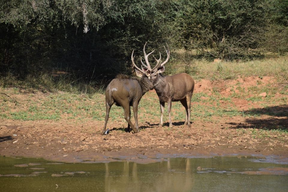 Photo of Ravishing Ranthambore (and beyond) by Nishant Sharma