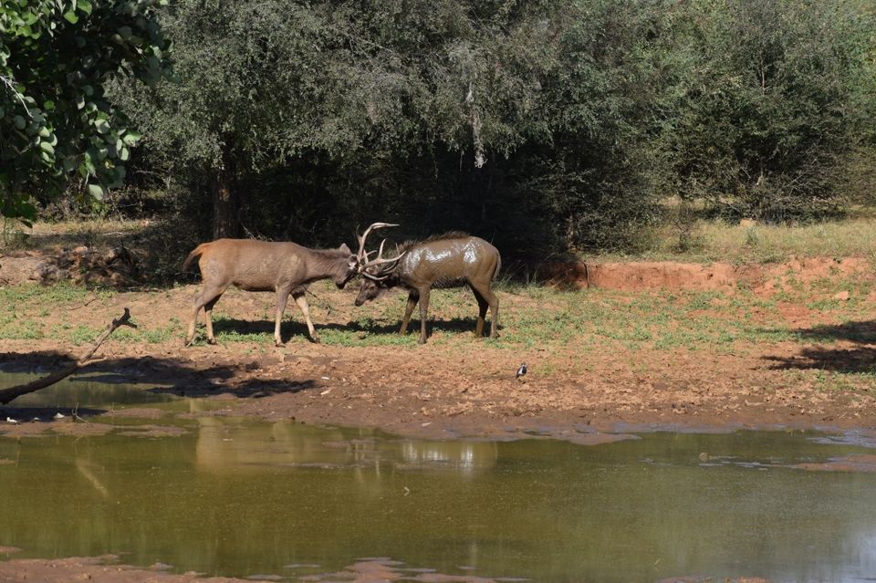 Photo of Ravishing Ranthambore (and beyond) by Nishant Sharma