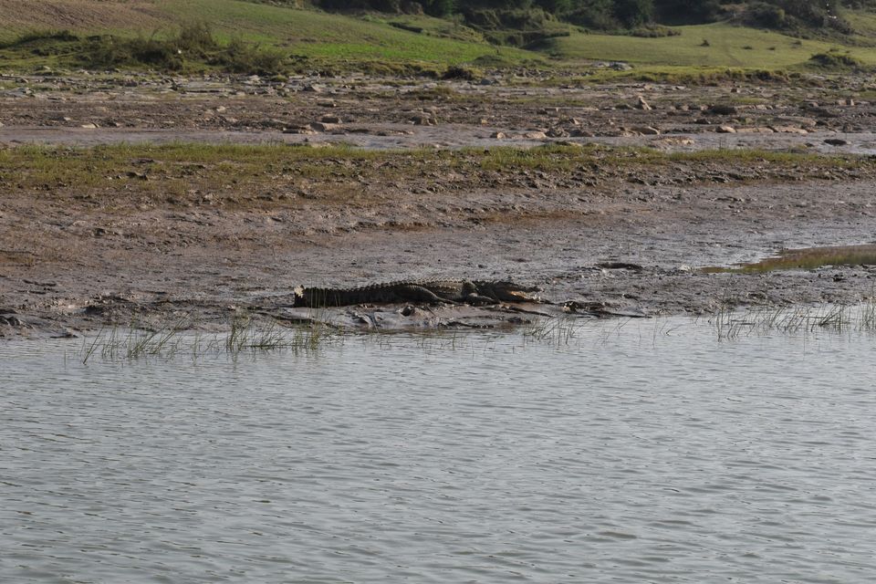Photo of Ravishing Ranthambore (and beyond) by Nishant Sharma