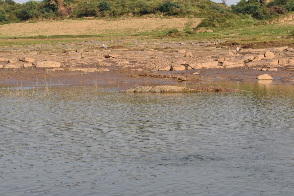 Photo of Ravishing Ranthambore (and beyond) by Nishant Sharma