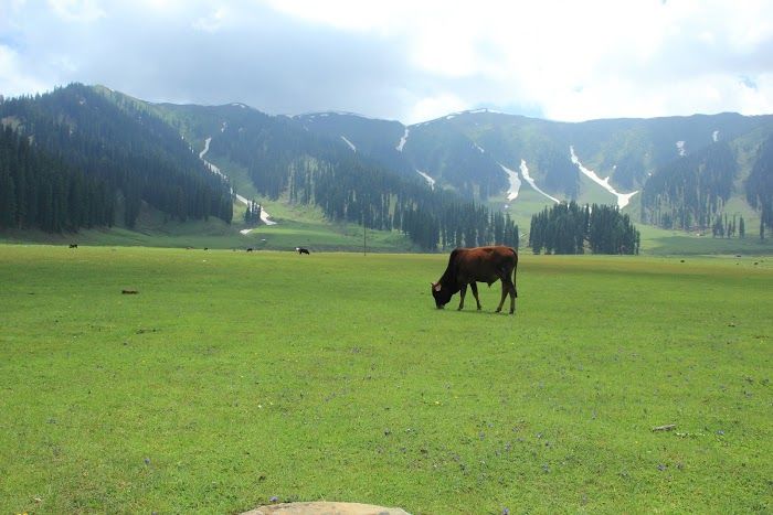 Photo of Bangus Valley : A Detailed Travel Guide to Explore This Paradise! by Arhi