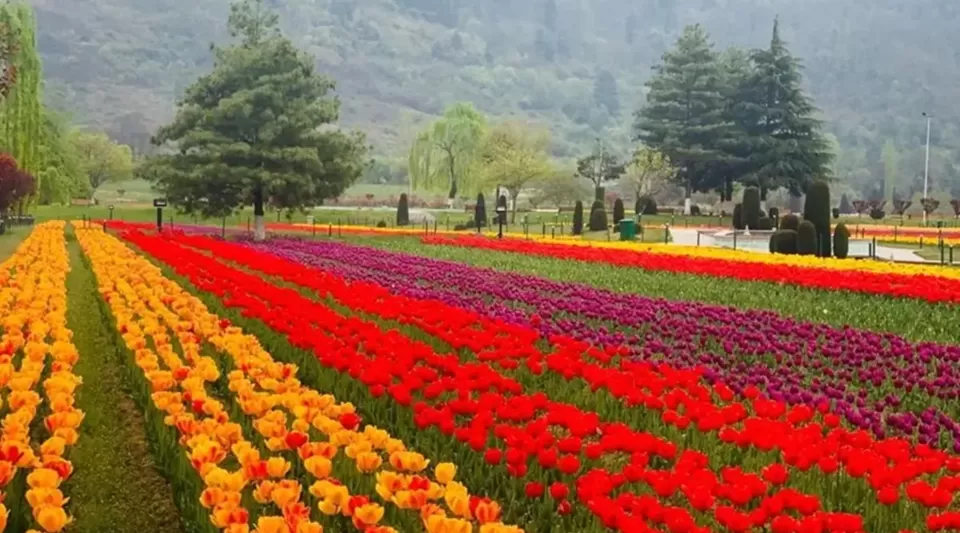 Photo of Indira Gandhi Memorial Tulip Garden, Srinagar by Arhi