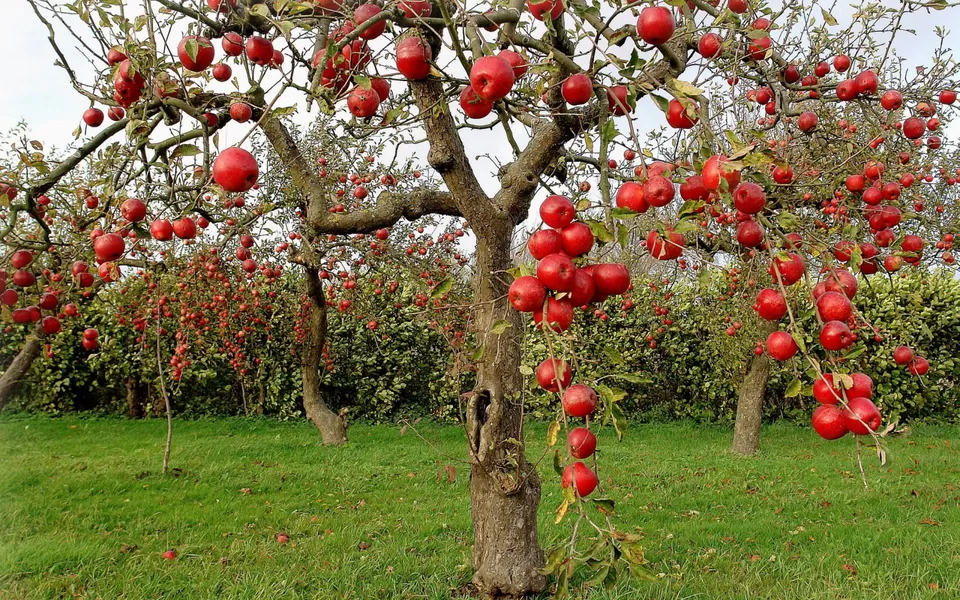 Photo of Apple Orchard, Srinagar by Arhi