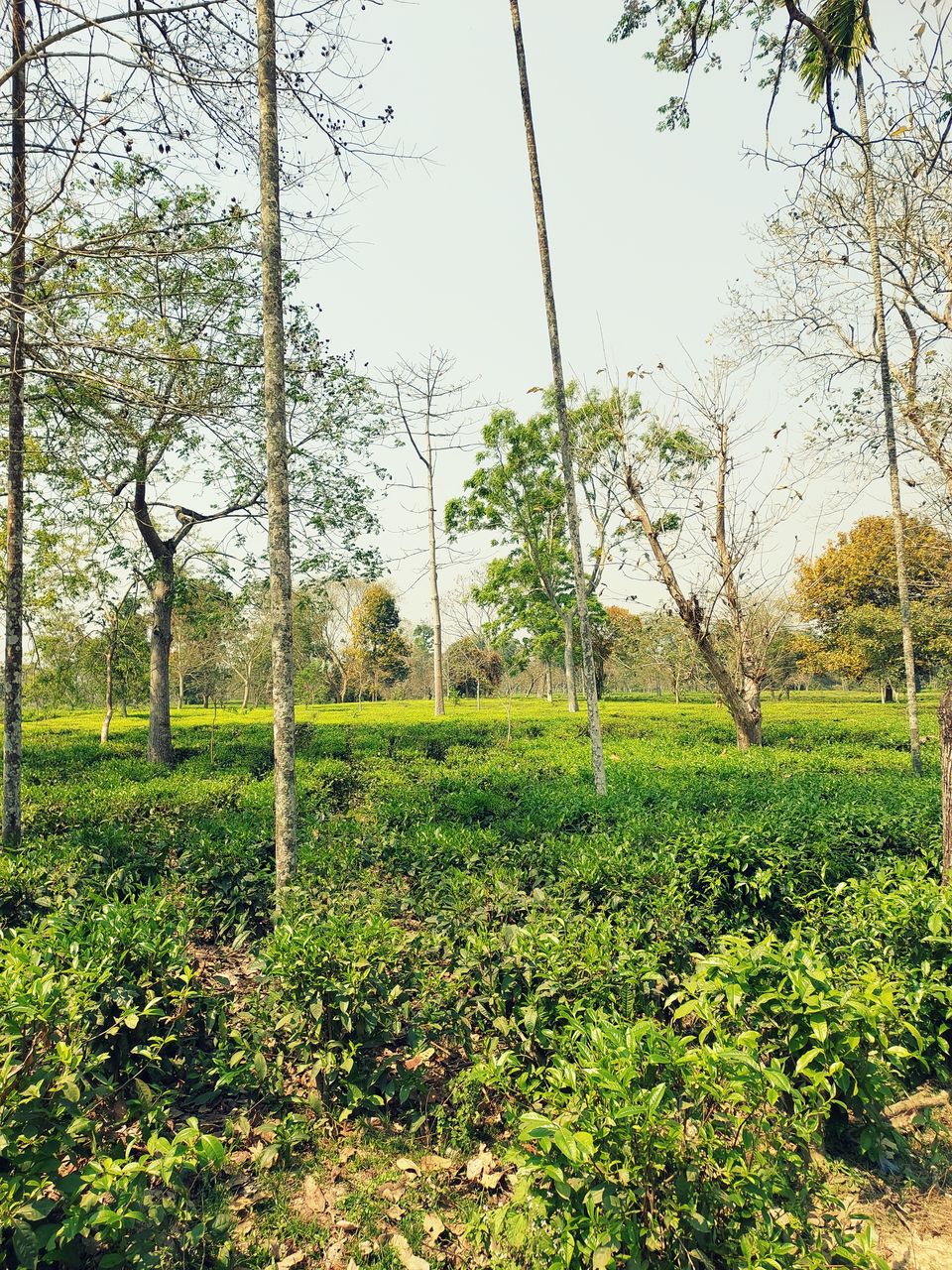 Photo of A Solo Backpackers Trip to Assam (2022) by Ashwin Namboodiri