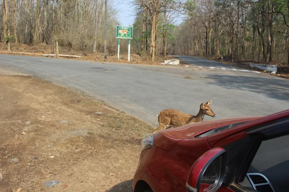 Photo of Dandeli, Belgaum Division by Dr Sheetal