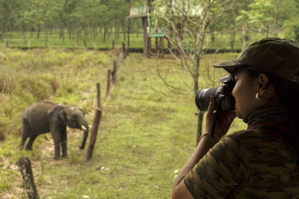 Photo of Dhupjhora elephant Camp - Dooars by Sourav Mukherjee