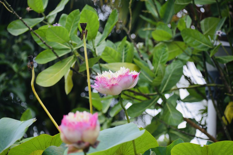Photo of Family friendly getaway from Kochi- Springhills Spa #kerala #vacation #kochi #quickgetaways by Sailorsonshore