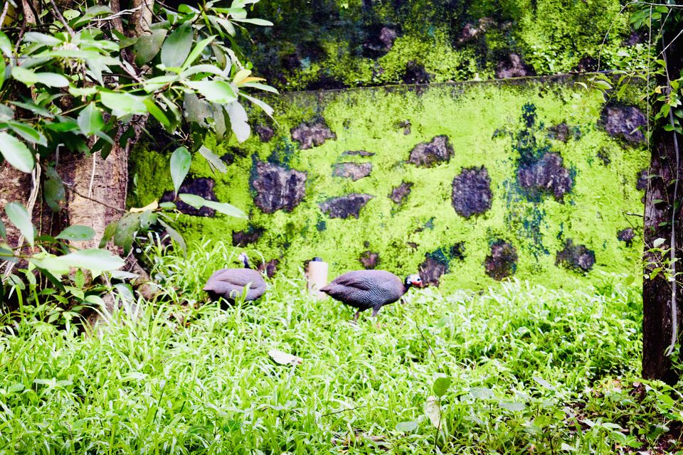 Photo of Family friendly getaway from Kochi- Springhills Spa #kerala #vacation #kochi #quickgetaways by Sailorsonshore