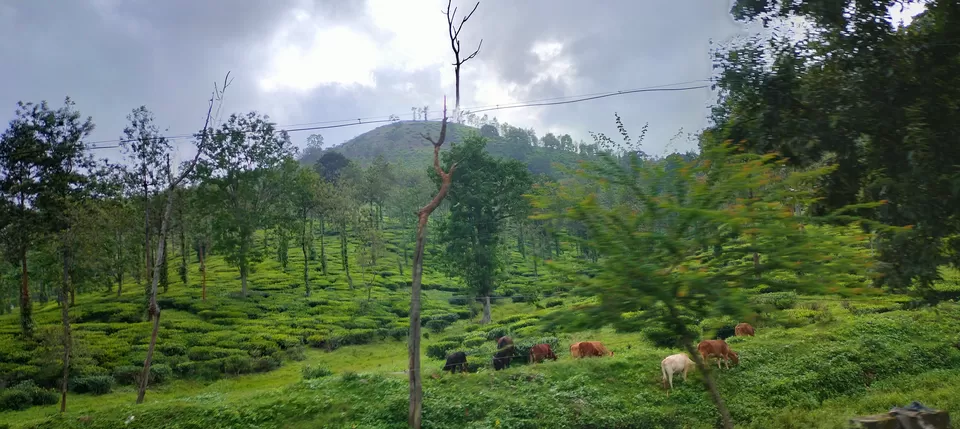 Photo of Thekkady in the Rains: A Short Trip, A Long Memory by Stamped Moments