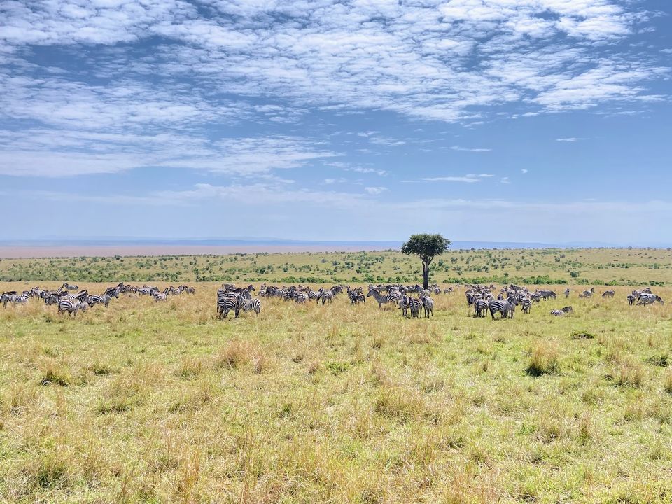 Photo of 7-days Masai Mara & Kenya wildlife safari itinerary by Saurabh