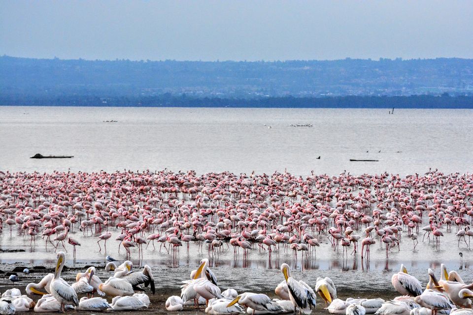 Photo of 7-days Masai Mara & Kenya wildlife safari itinerary by Saurabh