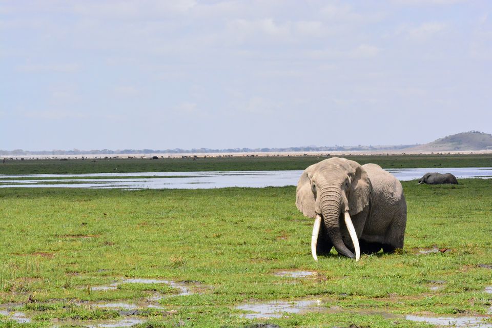 Photo of 7-days Masai Mara & Kenya wildlife safari itinerary by Saurabh