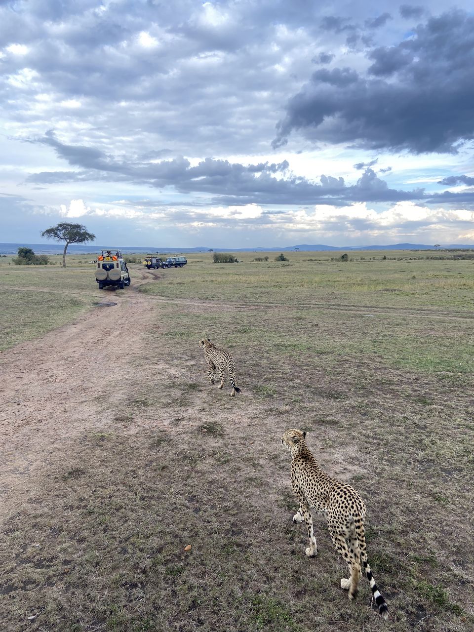 Photo of 7-days Masai Mara & Kenya wildlife safari itinerary by Saurabh