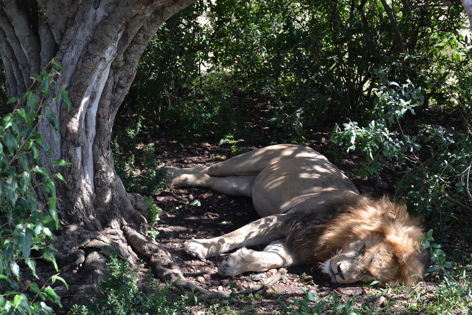 Photo of 7-days Masai Mara & Kenya wildlife safari itinerary by Saurabh