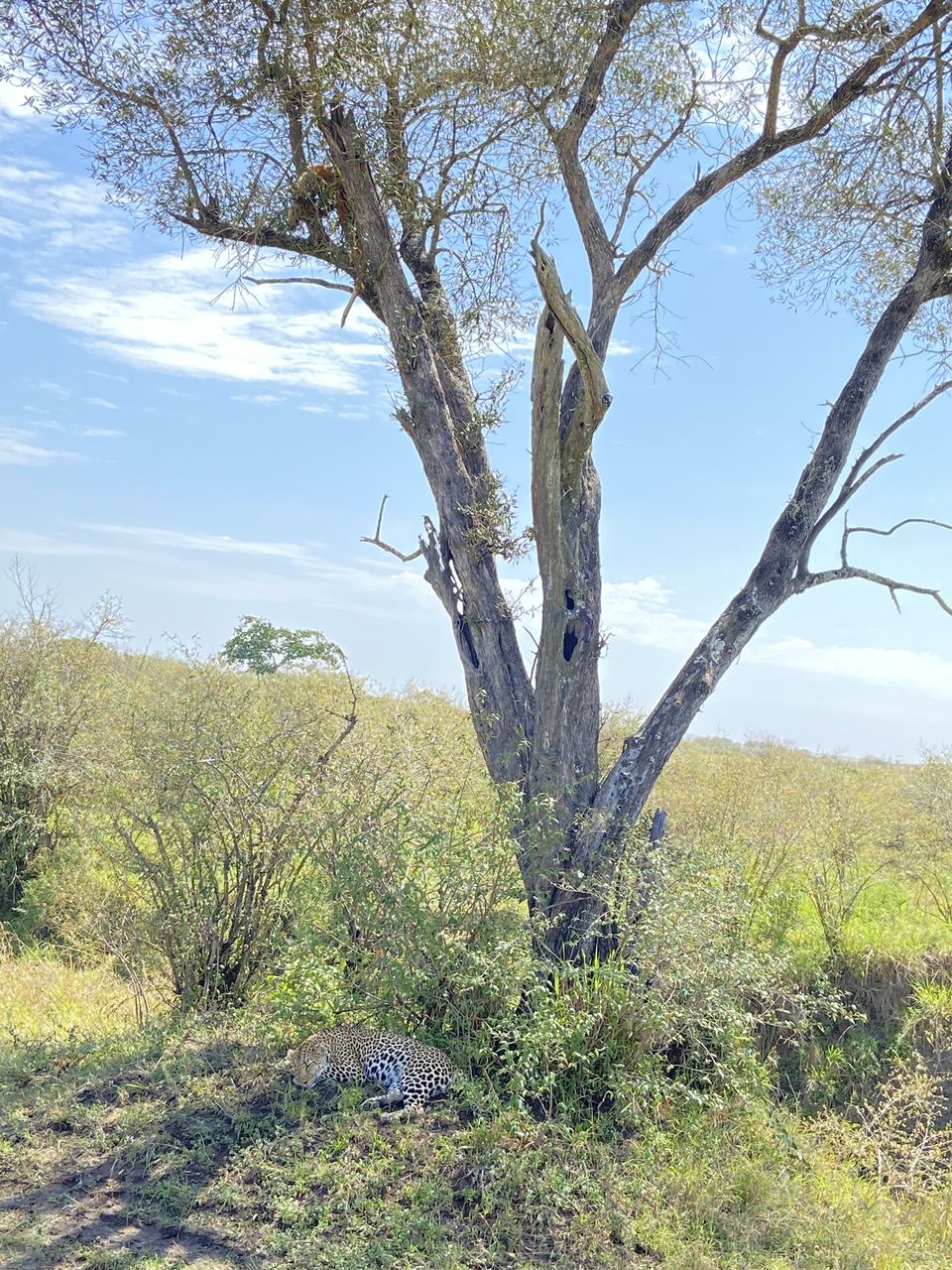 Photo of 7-days Masai Mara & Kenya wildlife safari itinerary by Saurabh