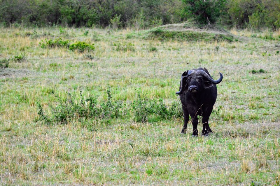 Photo of 7-days Masai Mara & Kenya wildlife safari itinerary by Saurabh