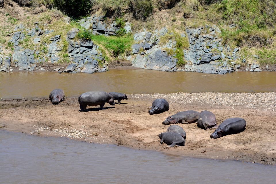 Photo of 7-days Masai Mara & Kenya wildlife safari itinerary by Saurabh