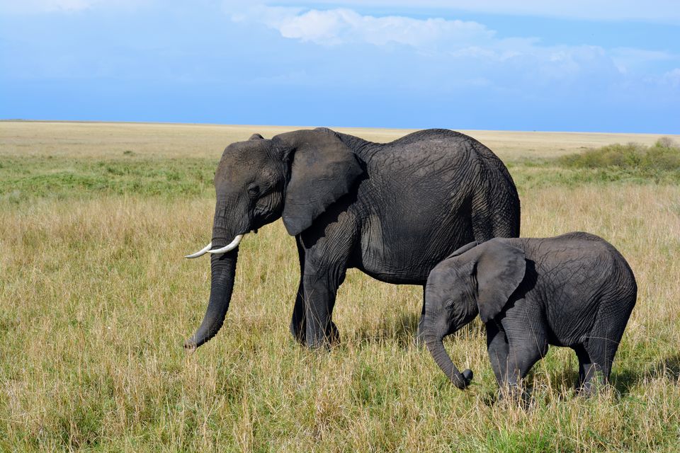 Photo of 7-days Masai Mara & Kenya wildlife safari itinerary by Saurabh