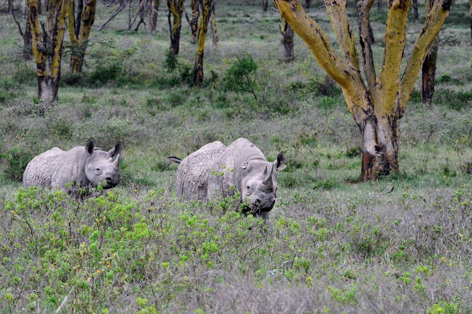 Photo of 7-days Masai Mara & Kenya wildlife safari itinerary by Saurabh