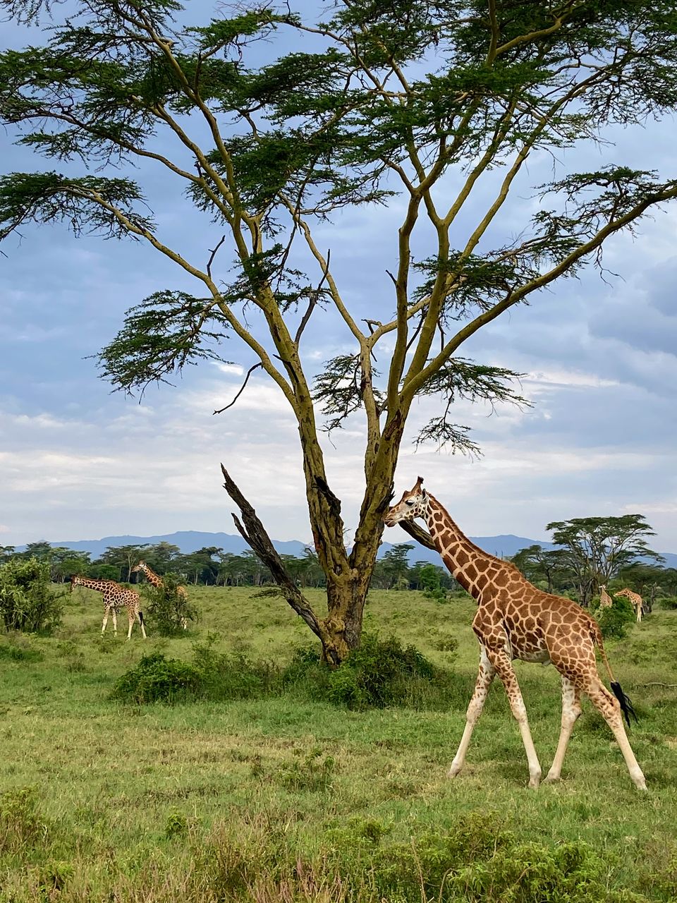 Photo of 7-days Masai Mara & Kenya wildlife safari itinerary by Saurabh