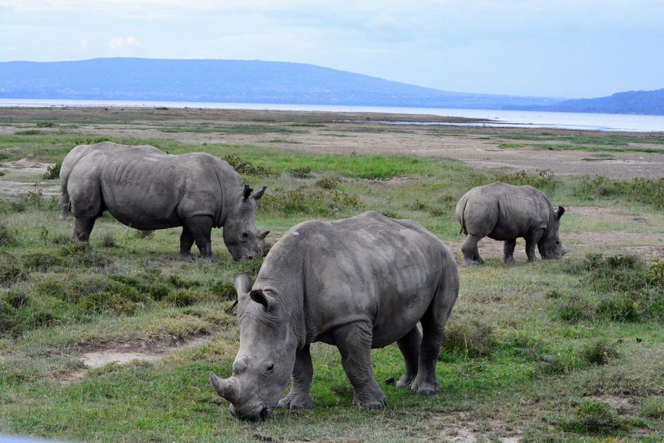Photo of 7-days Masai Mara & Kenya wildlife safari itinerary by Saurabh