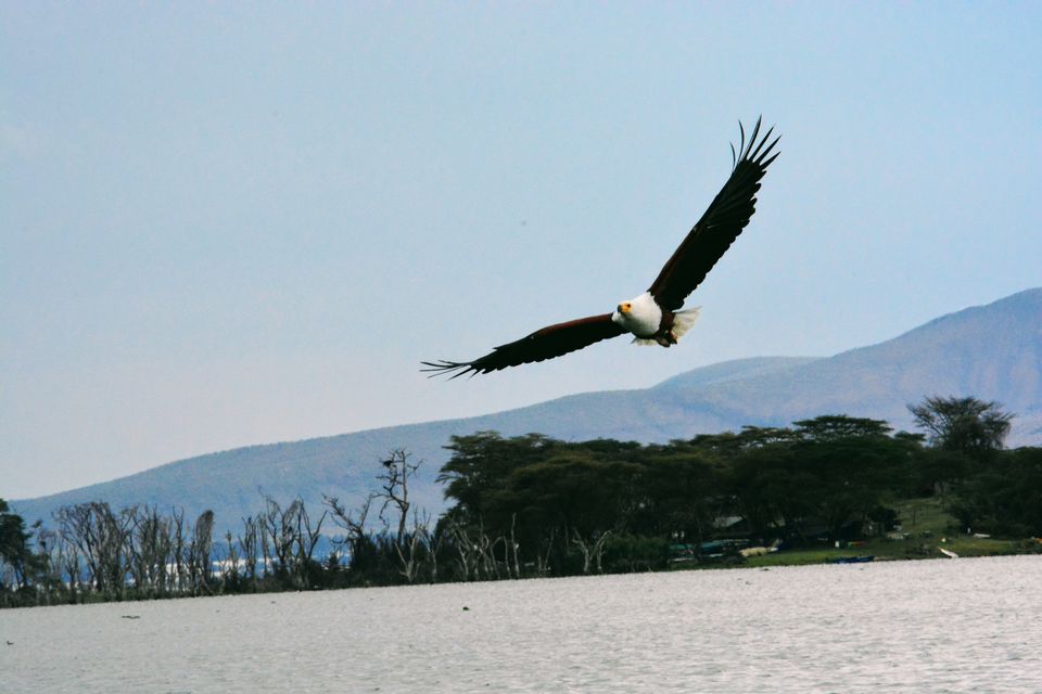 Photo of 7-days Masai Mara & Kenya wildlife safari itinerary by Saurabh