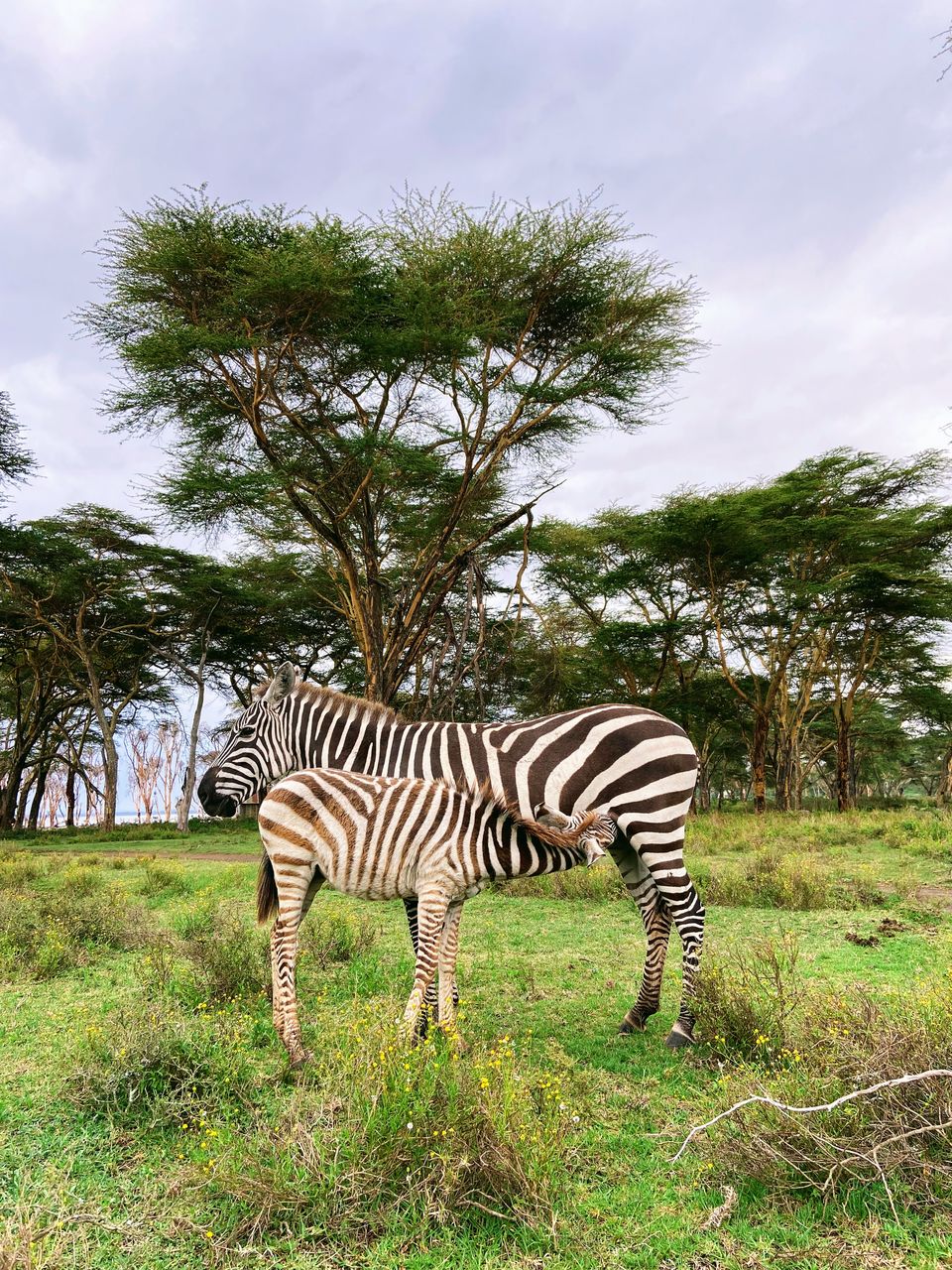 Photo of 7-days Masai Mara & Kenya wildlife safari itinerary by Saurabh