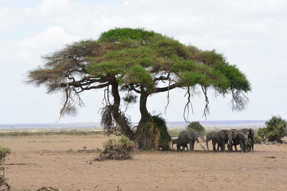 Photo of 7-days Masai Mara & Kenya wildlife safari itinerary by Saurabh