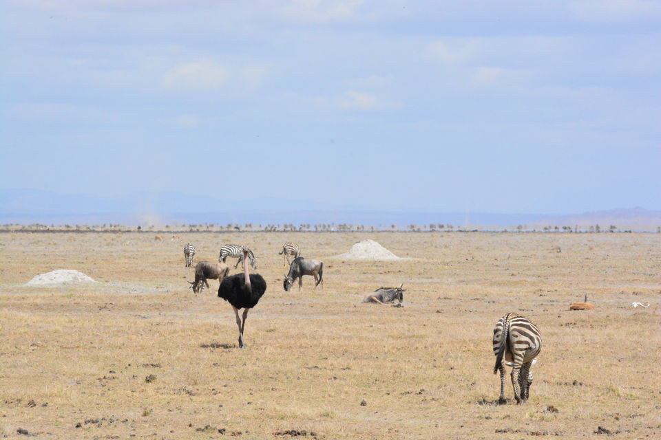 Photo of 7-days Masai Mara & Kenya wildlife safari itinerary by Saurabh