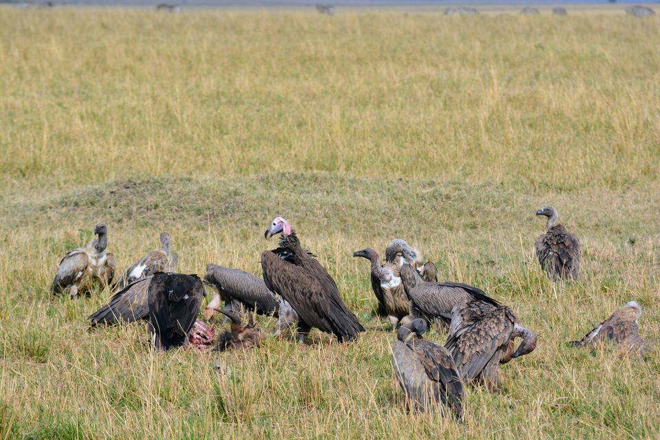 Photo of 7-days Masai Mara & Kenya wildlife safari itinerary by Saurabh