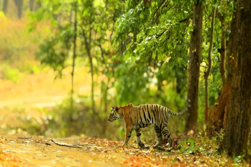 Photo of Hidden Gems in India: Top 5 Unexplored Destinations to Visit in May by Sanya chauhan