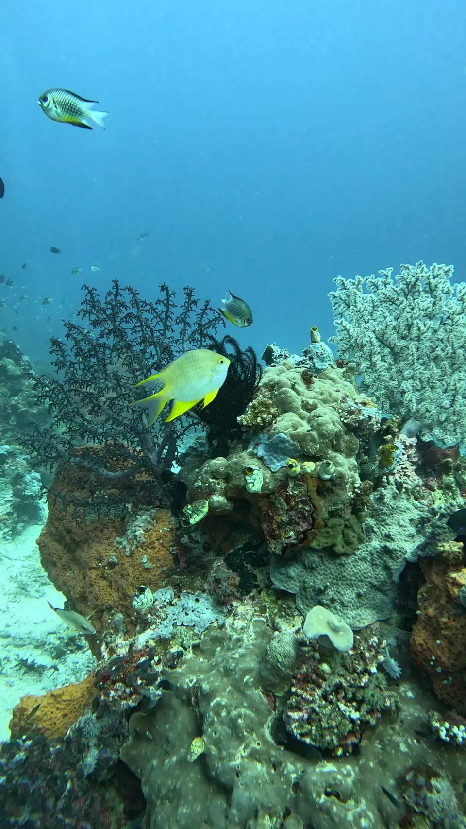 Photo of Into the Blue: Scuba Dreams and Island Escapes in Komodo & Bali by Vaibhav Annam