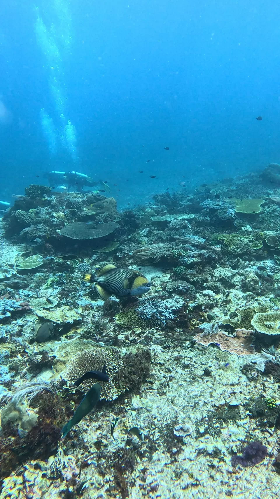 Photo of Into the Blue: Scuba Dreams and Island Escapes in Komodo & Bali by Vaibhav Annam