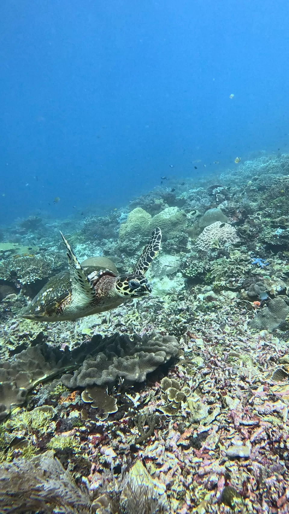 Photo of Into the Blue: Scuba Dreams and Island Escapes in Komodo & Bali by Vaibhav Annam