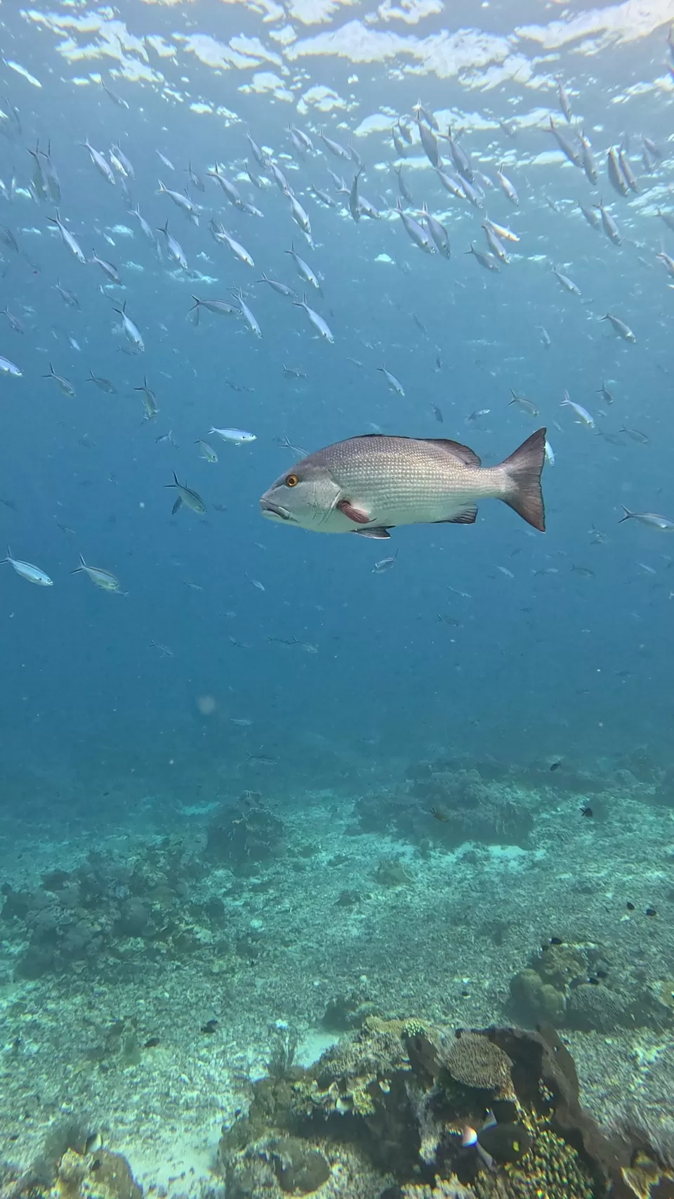 Photo of Into the Blue: Scuba Dreams and Island Escapes in Komodo & Bali by Vaibhav Annam