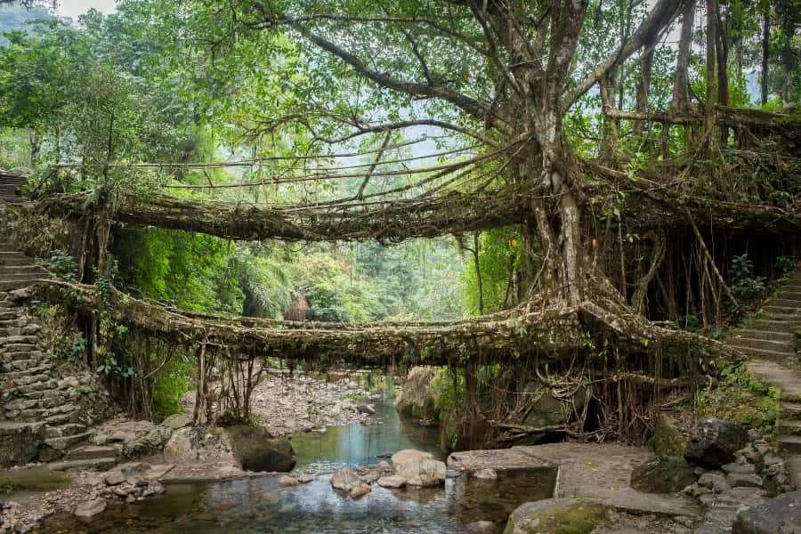 Photo of Double Decker Living Root Bridge, Nongriat by Pragati Soni