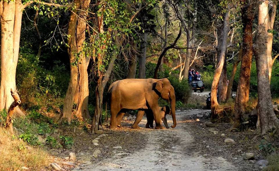 Photo of Jim Corbett National Park, Ramnagar by Pragati Soni